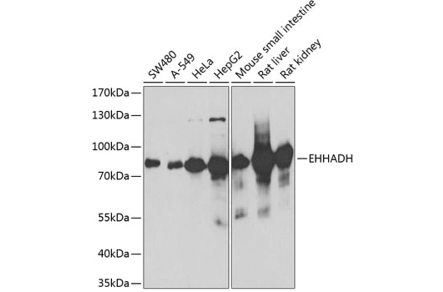 Western Blot - Anti-EHHADH Antibody (A14931) - Antibodies.com