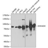 Western Blot - Anti-EHHADH Antibody (A14931) - Antibodies.com