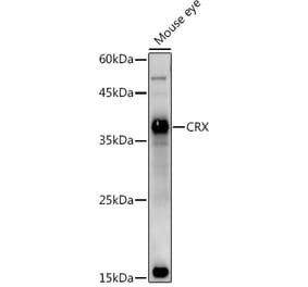 Western Blot - Anti-CRX Antibody (A14932) - Antibodies.com