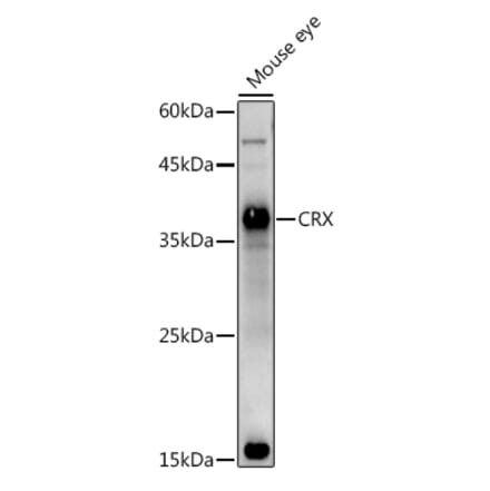 Western Blot - Anti-CRX Antibody (A14932) - Antibodies.com