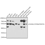 Western Blot - Anti-TIP49A Antibody (A14934) - Antibodies.com