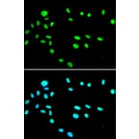 Immunofluorescence - Anti-TIP49A Antibody (A14934) - Antibodies.com