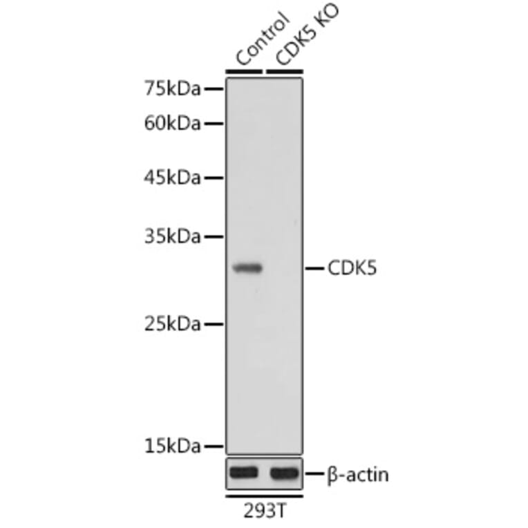 Western Blot - Anti-CDK5 Antibody (A14937) - Antibodies.com