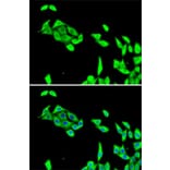 Immunofluorescence - Anti-CDK5 Antibody (A14937) - Antibodies.com