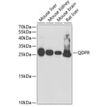 Western Blot - Anti-QDPR/DHPR Antibody (A14939) - Antibodies.com