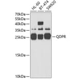 Western Blot - Anti-QDPR/DHPR Antibody (A14939) - Antibodies.com