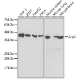 Western Blot - Anti-Arp2 Antibody (A14940) - Antibodies.com
