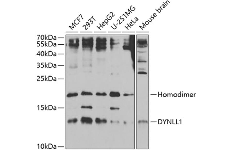 Western Blot - Anti-DYNLL1/PIN Antibody (A14943) - Antibodies.com