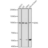 Western Blot - Anti-EZH2 Antibody (A14944) - Antibodies.com