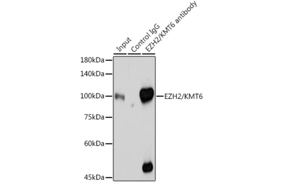 Western Blot - Anti-EZH2 Antibody (A14944) - Antibodies.com