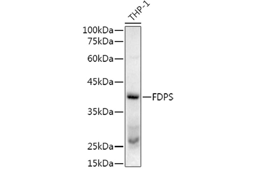 Western Blot - Anti-FDPS/FPS Antibody (A14945) - Antibodies.com