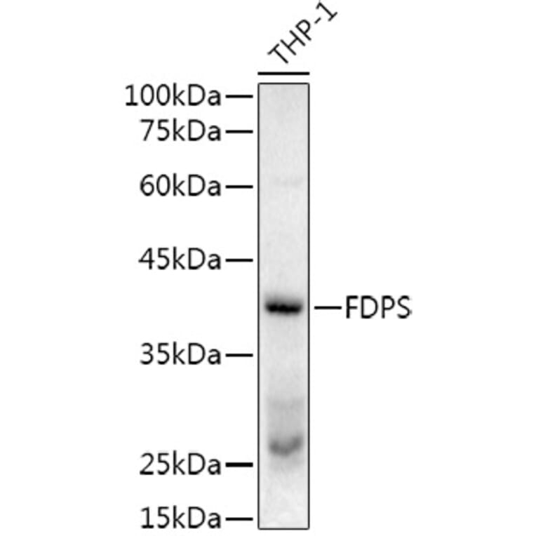 Western Blot - Anti-FDPS/FPS Antibody (A14945) - Antibodies.com