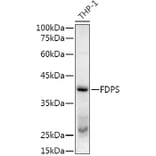 Western Blot - Anti-FDPS/FPS Antibody (A14945) - Antibodies.com