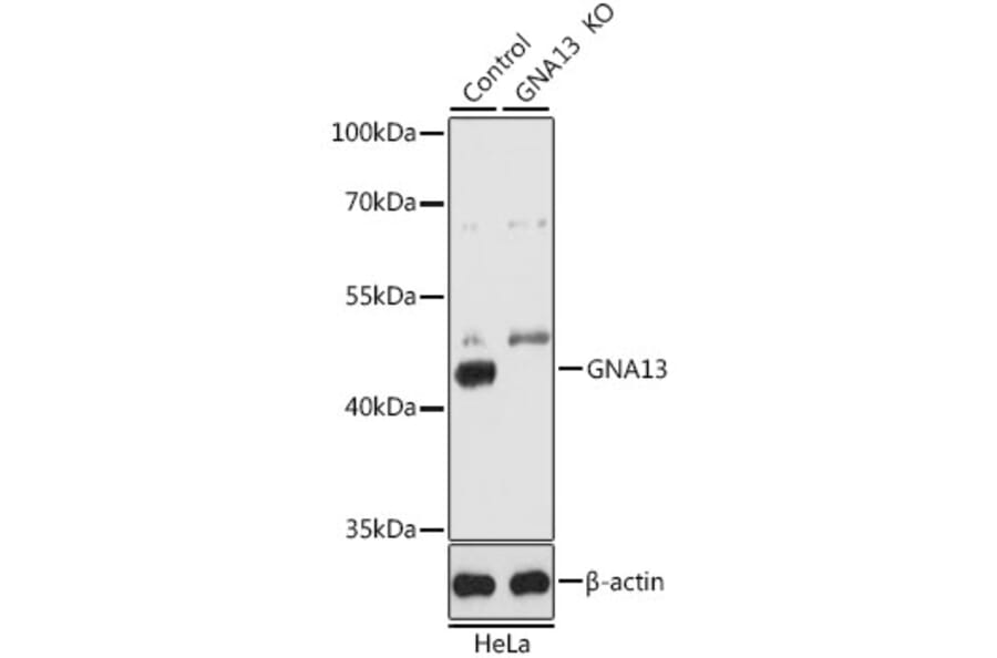 Western Blot - Anti-GNA13 Antibody (A5746) - Antibodies.com