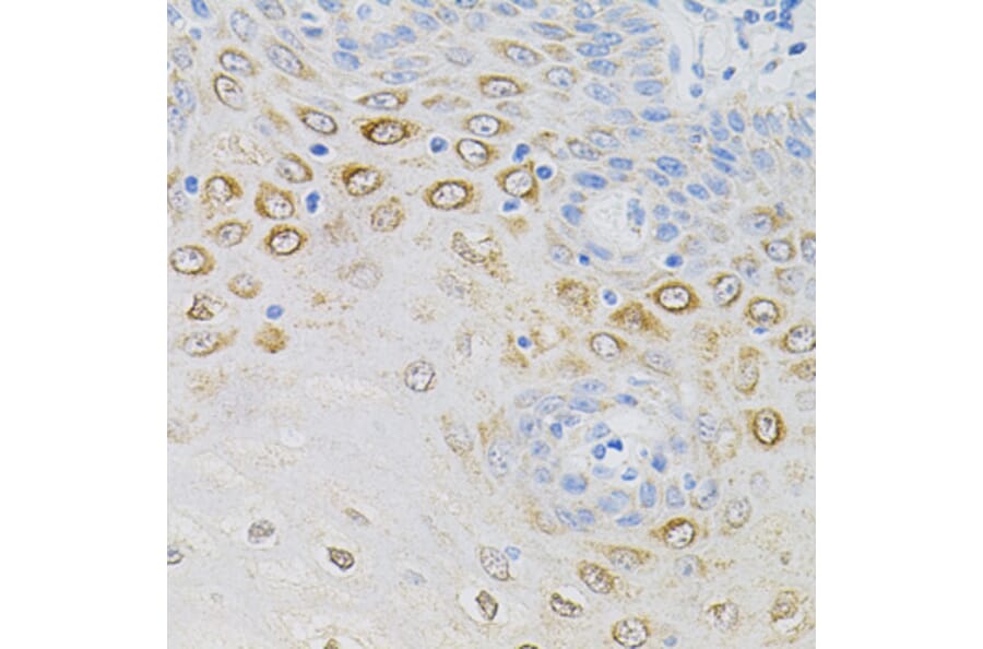 Immunohistochemistry - Anti-GNA13 Antibody (A5746) - Antibodies.com