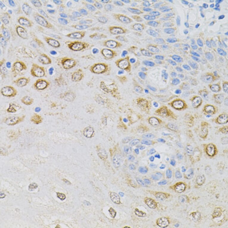 Immunohistochemistry - Anti-GNA13 Antibody (A5746) - Antibodies.com