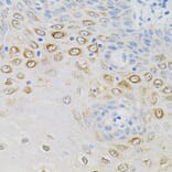 Immunohistochemistry - Anti-GNA13 Antibody (A5746) - Antibodies.com