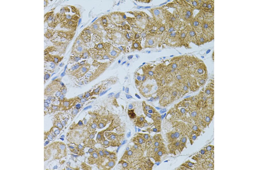 Immunohistochemistry - Anti-GNA13 Antibody (A5746) - Antibodies.com