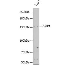 Western Blot - Anti-GRIP1 Antibody (A14948) - Antibodies.com