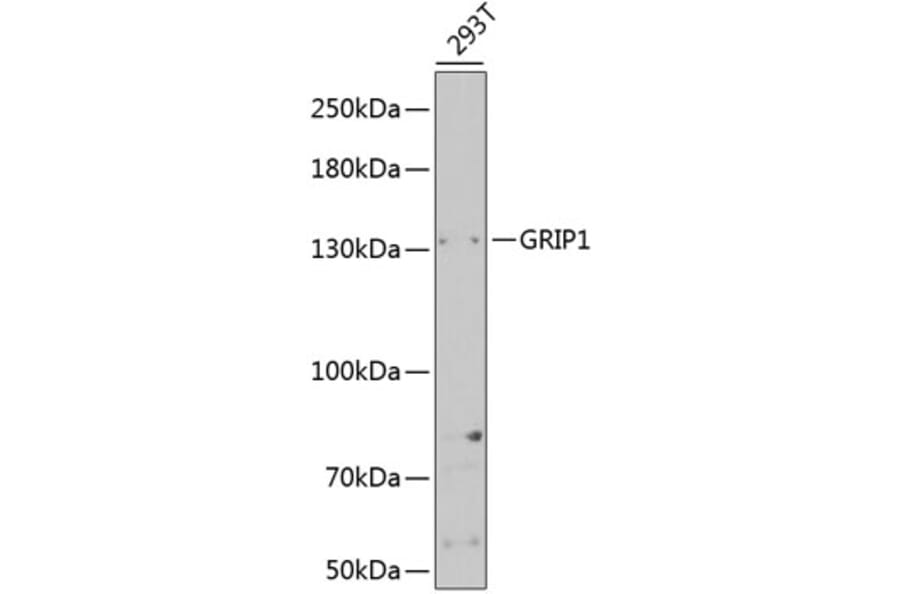 Western Blot - Anti-GRIP1 Antibody (A14948) - Antibodies.com