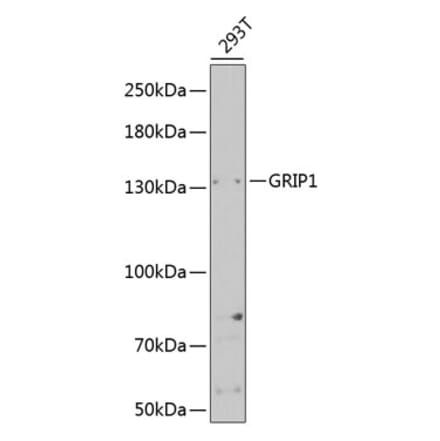 Western Blot - Anti-GRIP1 Antibody (A14948) - Antibodies.com