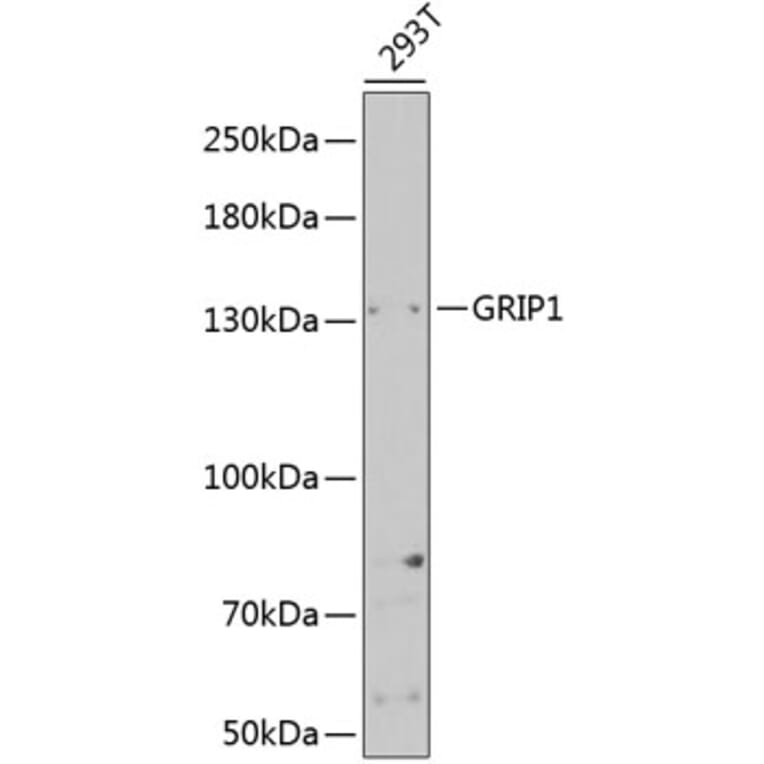 Western Blot - Anti-GRIP1 Antibody (A14948) - Antibodies.com