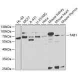 Western Blot - Anti-TAB1 Antibody (A14949) - Antibodies.com