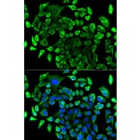 Immunofluorescence - Anti-TAB1 Antibody (A14949) - Antibodies.com