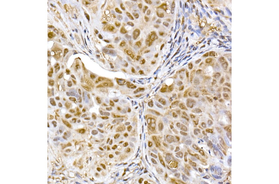 Immunohistochemistry - Anti-Proteasome 20S alpha 5/PSMA5 Antibody (A14951) - Antibodies.com