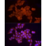 Immunofluorescence - Anti-Proteasome 20S alpha 5/PSMA5 Antibody (A14951) - Antibodies.com