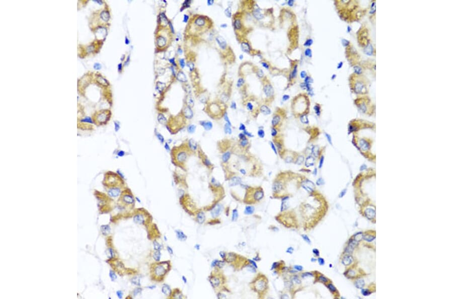 Immunohistochemistry - Anti-CD75 Antibody (A14952) - Antibodies.com