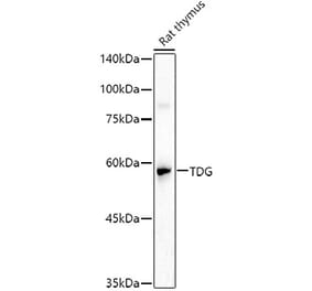 Western Blot - Anti-TDG Antibody (A14953) - Antibodies.com