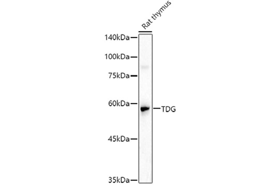 Western Blot - Anti-TDG Antibody (A14953) - Antibodies.com