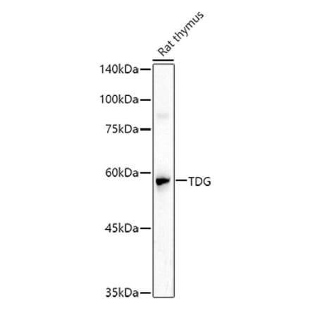 Western Blot - Anti-TDG Antibody (A14953) - Antibodies.com