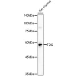 Western Blot - Anti-TDG Antibody (A14953) - Antibodies.com