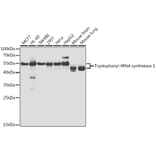 Western Blot - Anti-Tryptophanyl tRNA synthetase/WRS Antibody (A14955) - Antibodies.com