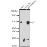 Western Blot - Anti-p53 Antibody (A14956) - Antibodies.com