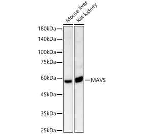 Western Blot - Anti-MAVS Antibody (A14959) - Antibodies.com