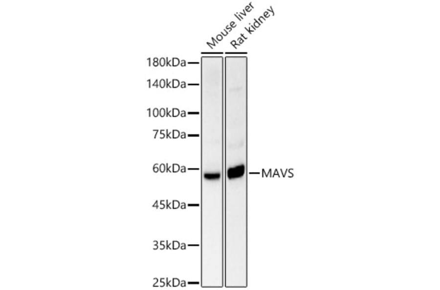 Western Blot - Anti-MAVS Antibody (A14959) - Antibodies.com