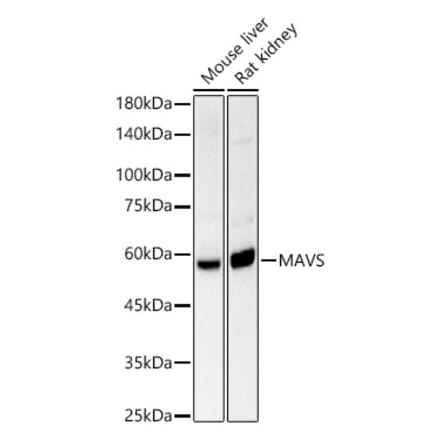 Western Blot - Anti-MAVS Antibody (A14959) - Antibodies.com