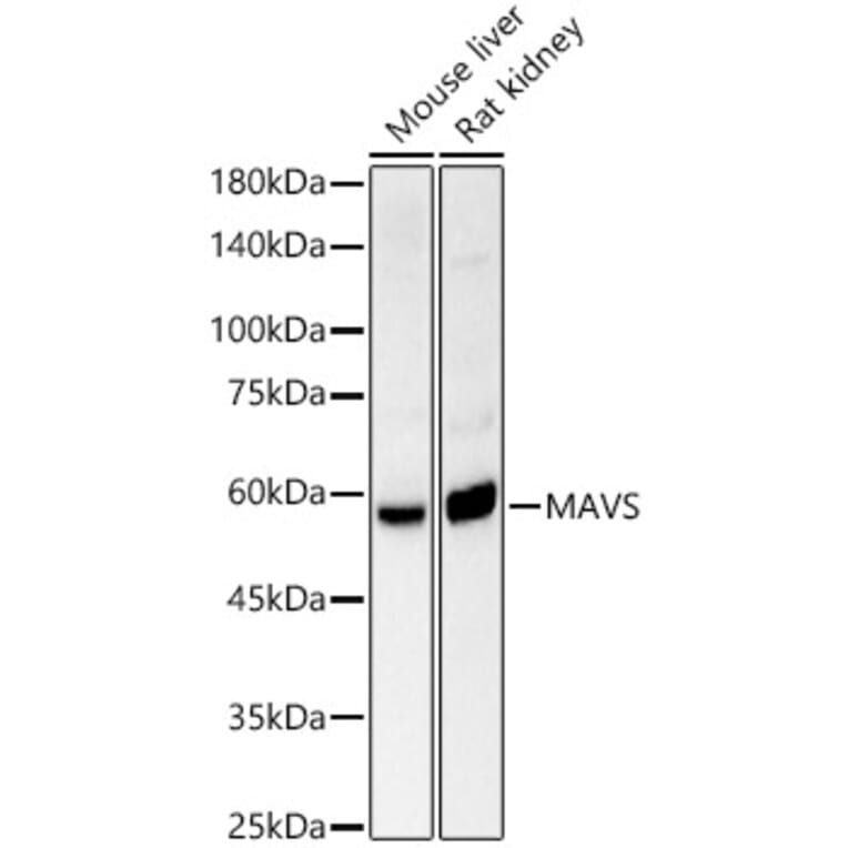 Western Blot - Anti-MAVS Antibody (A14959) - Antibodies.com