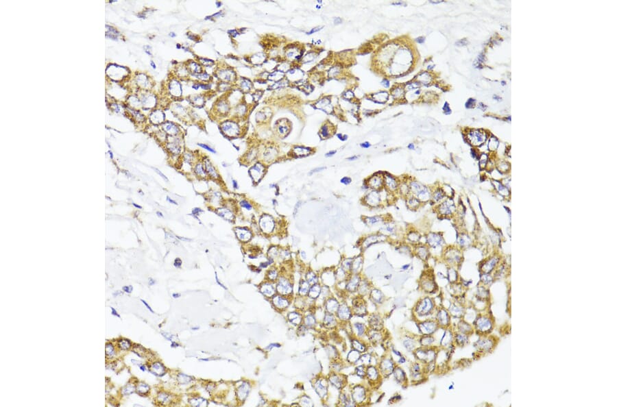 Immunohistochemistry - Anti-MAVS Antibody (A14959) - Antibodies.com