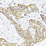 Immunohistochemistry - Anti-MAVS Antibody (A14959) - Antibodies.com
