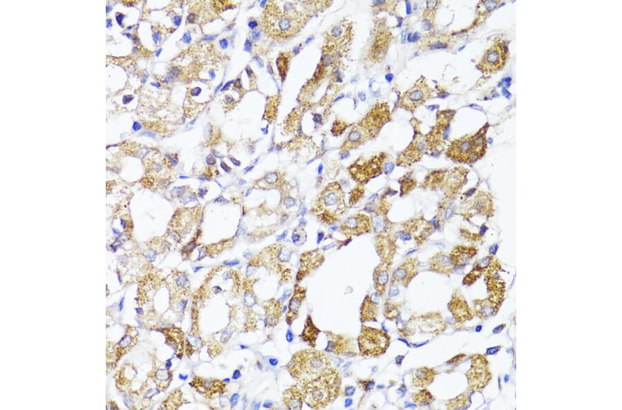 Immunohistochemistry - Anti-MAVS Antibody (A14959) - Antibodies.com