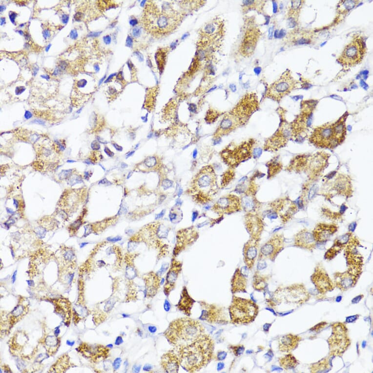 Immunohistochemistry - Anti-MAVS Antibody (A14959) - Antibodies.com