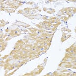 Immunohistochemistry - Anti-MAVS Antibody (A14959) - Antibodies.com