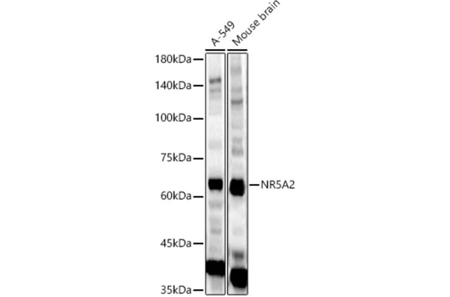 Western Blot - Anti-NR5A2/LRH1 Antibody (A14961) - Antibodies.com