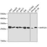 Western Blot - Anti-PHAP1 Antibody (A14963) - Antibodies.com