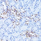 Immunohistochemistry - Anti-PHAP1 Antibody (A14963) - Antibodies.com