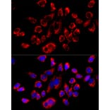 Immunofluorescence - Anti-ATPB Antibody (A14964) - Antibodies.com